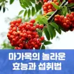 마가목의 놀라운 효능과 섭취법